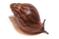 Achatina achatina achatina Ghana typ 2a juvenil